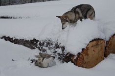 DSC_8008 ...und landet im Tiefschnee!