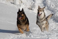 DSC_8241 Yuma und Timish rennen.