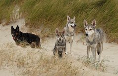 DSC_9155 Unser Rudel: Yuma, Shaya, Timish und Nisha
