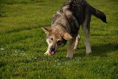 DSC_1816 ...Wasser marsch!