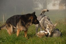 DSC_3730 Yuma wundert sich...