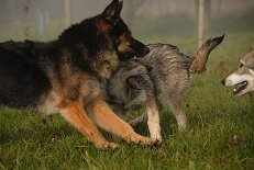 DSC_3751 Yuma versucht, für Ordnung zu sorgen!