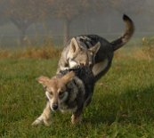 DSC_3754 Doch Yuma wird einfach ignoriert und es wird ohne Rücksicht auf Verluste weitergetobt :) .