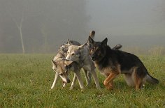 DSC_3766 Timish, Nisha und Yuma