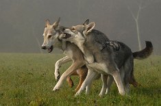 DSC_3778 *grrrr*