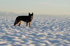 DSC_6011 Yuma in der Antarktis