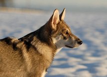 DSC_6015 Shaya