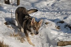 DSC_6265 Shaya