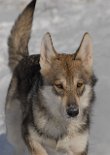 DSC_6296 Shaya