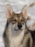 DSC_6318 Shaya