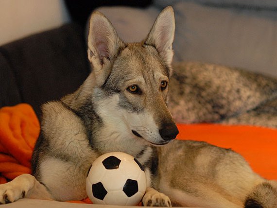 23-07-2009 Spaziergang und neues Spielzeug Die Bauern haben die Felder geerntet und es liegt noch überall Stroh. Bei einem kleinen Spaziergang hatten die Hundis...