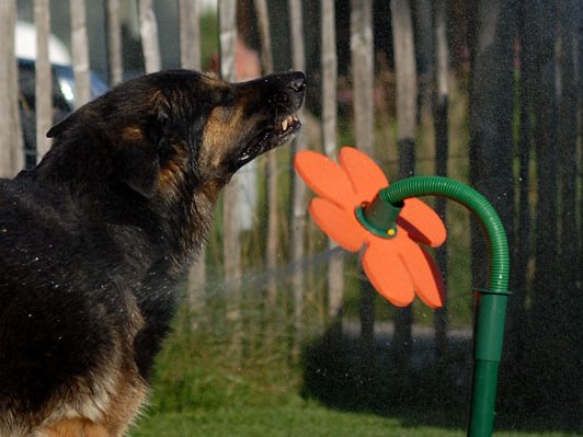 26-07-2009 Wasserspritzblume Yuma und Timish und die Wasserspritzblume....ohne Worte ;) .