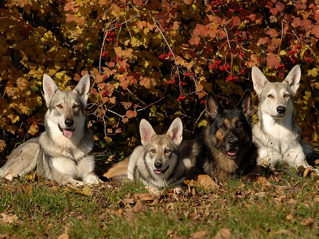 27-10-2009 Spaziergang An einem schönen sonnigen Herbsttag habe ich eine Photosession bei einem Spaziergang gemacht. Einfach nur toben und die...