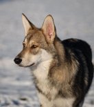 DSC_8443 Shaya