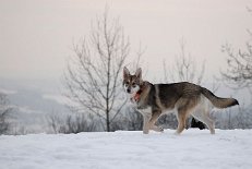 DSC_9279 Shaya
