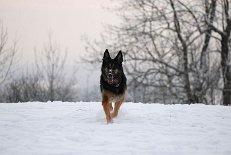 DSC_9280 Yuma