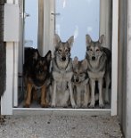 DSC_9804 Die 4 Weiber machen sich bereit zum Spaziergang und warten wie immer brav an der Türe bis ich sie rufe....
