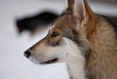 DSC_0127 Shaya