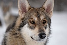 DSC_0130 Shaya