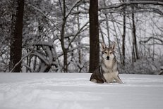 DSC_0142 Nisha