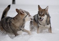 DSC_0177 *grrrr*