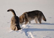 DSC_0433 Timish taucht im Schnee...
