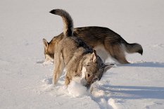 DSC_0434 ....und auftauchen!