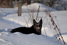 DSC_0435 Yuma im Tiefschnee