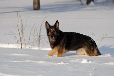 DSC_0450 Yuma