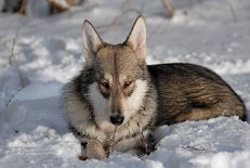 DSC_0710 Shaya
