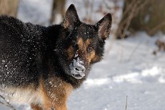 DSC_0733 Yuma