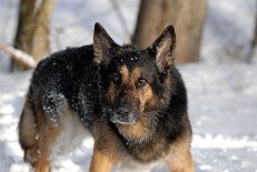 DSC_0749 Yuma