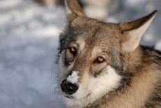 DSC_0762 Shaya
