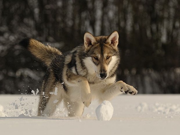 20-02-2010 Schnee