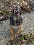 DSC_2236 Yuma verteidigt IHR Wasser *seufz*.