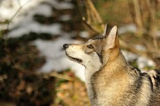 DSC_2316 Shaya