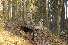 DSC_2830 Yuma, Nisha, Shaya und Timish