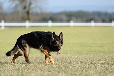 DSC_3752 Yuma