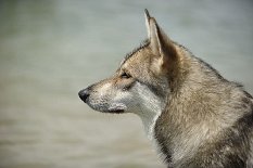 DSC_7378 Nö, die haut einfach damit ab *umpf*.