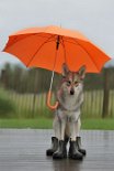 DSC_7764_Regen Gar nicht so schlecht: Trocken von oben und trocken von unten! Daran kann man sich gewöhnen!