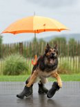 DSC_7787_Regen *roaaaar* Naja, die Paßgenauigkeit der Gummistiefel könnte man noch optimieren...