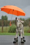 DSC_7798_Regen Ui ist der aber schön!
