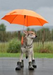 DSC_7801_Regen Gar nicht so schlecht!