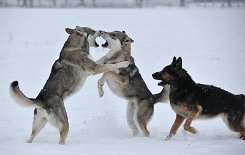DSC_1128 Timish und Shaya toben, Yuma ist auch eifrig bei der Sache.
