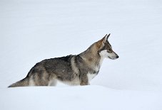 DSC_1168 Shaya