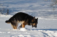 DSC_3203 Yuma