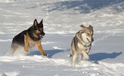 DSC_3230 ...schnell weg!