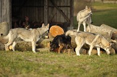 DSC_4719 Alle mal gucken!!! *räusper* Das Bild könnte so schön sein, wenn die Hundis in die Kamera gucken würden...aber manchmal kommt's einem vor, als würden sie extra...