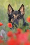 DSC_6830 Yuma