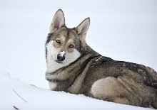 DSC_4744 Shaya